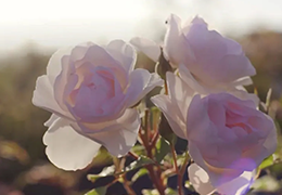 This Fragrant Rose Garden In France Is Now Central To The World Of Dior Skincare